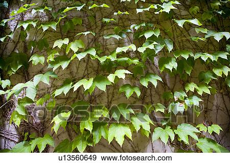 Ivy detail on wall View Large Photo Image Stock Photo - Ivy detail on wall. Fotosearch