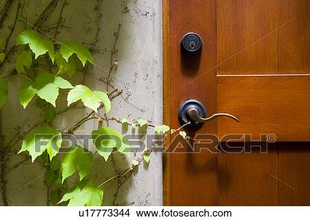 Wooden door next to ivy on wall View Large Photo Image Picture - Wooden door next to ivy on wall. Fotosearch