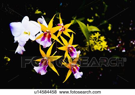 Stock Photo - Bright Pink and White Tropical Flowers. Fotosearch