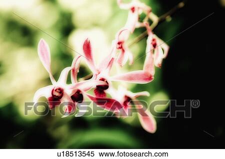 Bright Pink Tropical Flower View Large Photo Image Stock Photography - Bright Pink Tropical Flower. Fotosearch