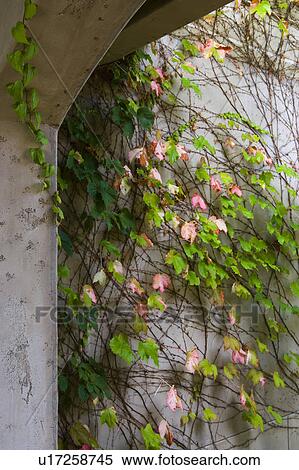 Detail of arch with ivy View Large Photo Image Stock Photography - Detail of arch with ivy. Fotosearch