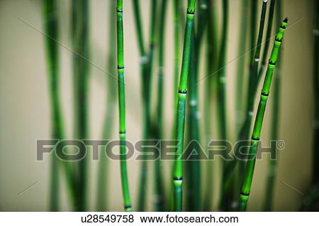 Detail of Bamboo Plant View Large Photo Image Stock Photo - Detail of Bamboo Plant. Fotosearch