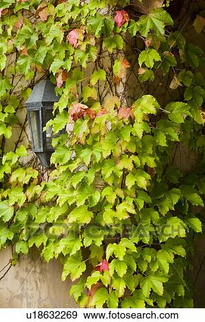 Detail of ivy and wall light View Large Photo Image Stock Photo - Detail of ivy and wall light. Fotosearch