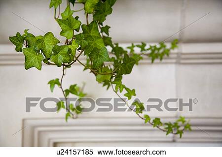 Detail of ivy View Large Photo Image Stock Photography - Detail of ivy. Fotosearch