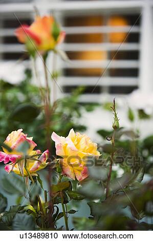 Detail of Orange and Pink Roses View Large Photo Image Stock Image - Detail of Orange and Pink Roses. Fotosearch