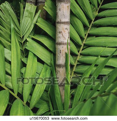 Stock Image - Detail of tropical leaves. Fotosearch