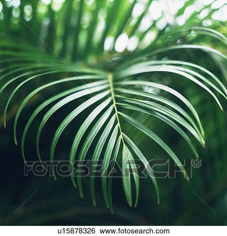 Detail of tropical leaves View Large Photo Image Stock Photograph - Detail of tropical leaves. Fotosearch