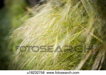 Dry Green Grass in Flower Bed View Large Photo Image Stock Photo - Dry Green Grass in Flower Bed. Fotosearch