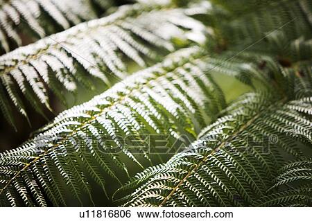 Stock Photograph - Fern Detail. Fotosearch