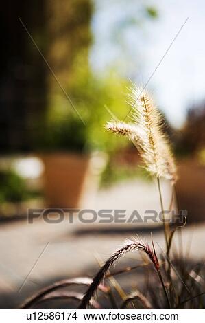 Picture - Flower Bed and Potted Plants in Background. Fotosearch