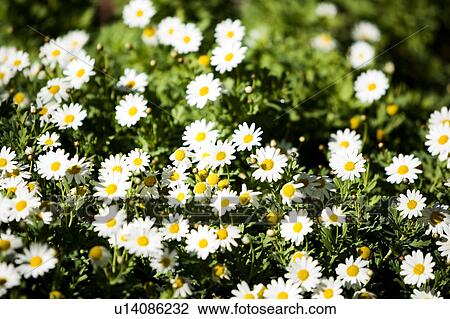 Flower Bed of White Flowers View Large Photo Image Stock Image - Flower Bed of White Flowers. Fotosearch