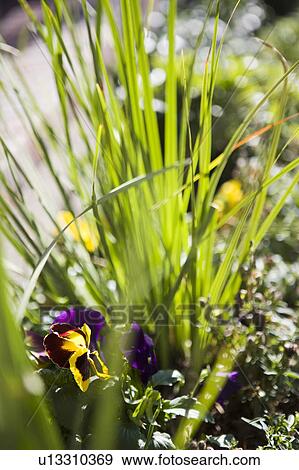 Stock Photo - Flower in Flower Bed. Fotosearch