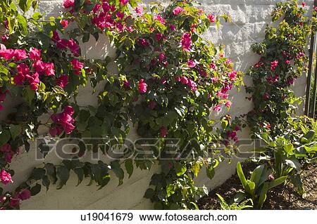 Flowers covering brick wall View Large Photo Image Stock Photo - Flowers covering brick wall. Fotosearch