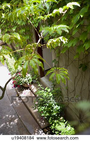 Picture - Foliage and open doorway. Fotosearch
