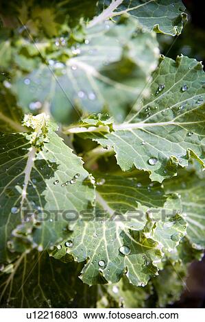 Green leaves with dew drops View Large Photo Image Stock Image - Green leaves with dew drops. Fotosearch