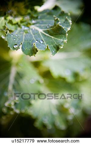 Green leaves with dew drops View Large Photo Image Stock Photo - Green leaves with dew drops. Fotosearch