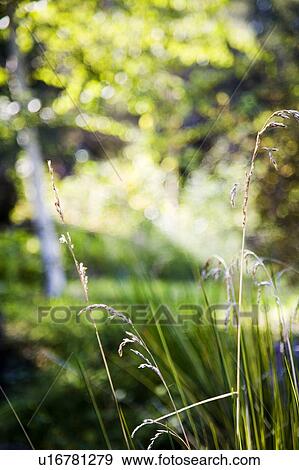 Stock Photo - Landscaping detail. Fotosearch