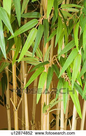 Stock Image - Large Bamboo Plant. Fotosearch