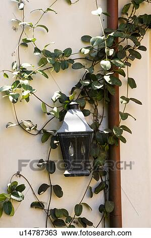Light fixture with vines View Large Photo Image Stock Image - Light fixture with vines. Fotosearch