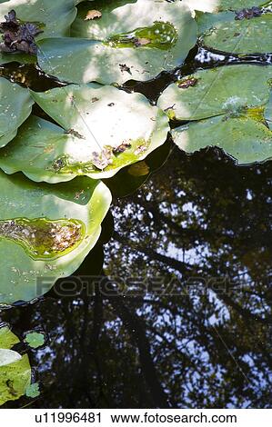 Stock Image - Lily pads in pond. Fotosearch