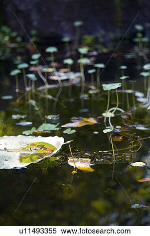 Stock Photography - Lily pads in pond. Fotosearch