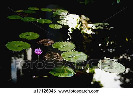 Lily Pads on Water View Large Photo Image Stock Photography - Lily Pads on Water. Fotosearch