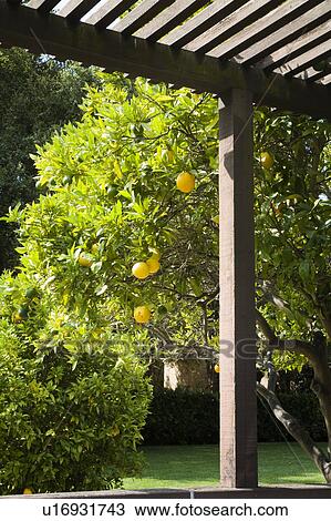 Orange Tree by Terrace View Large Photo Image Stock Image - Orange Tree by Terrace. Fotosearch