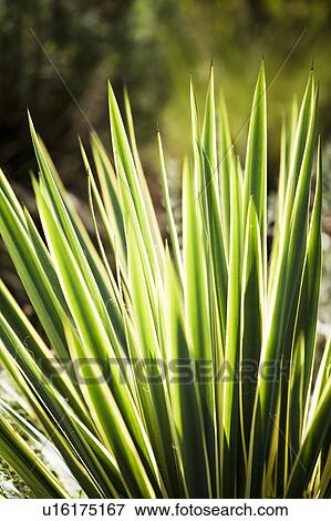 Plant detail View Large Photo Image Stock Photo - Plant detail. Fotosearch