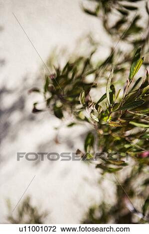 Stock Image - Plant shadows on stucco wall. Fotosearch