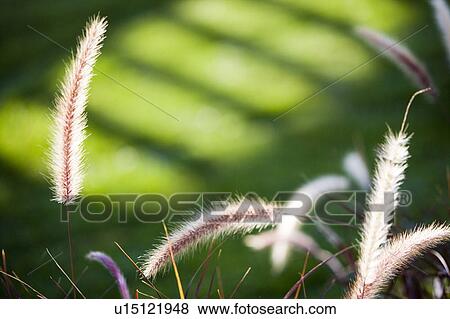 Stock Photo - Plants and Bright Green Background. Fotosearch