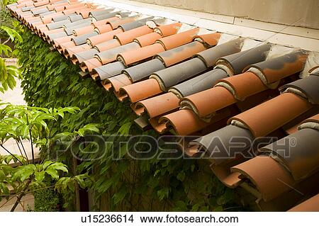 Picture - Red tile overhang with ivy beneath. Fotosearch