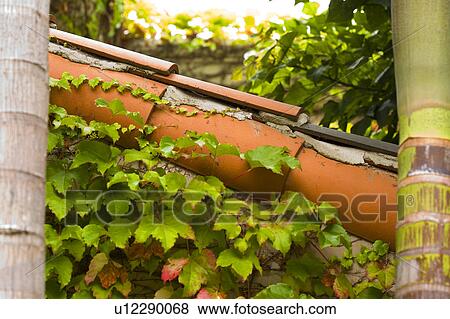 Red tile roofline with ivy View Large Photo Image Stock Photo - Red tile roofline with ivy. Fotosearch