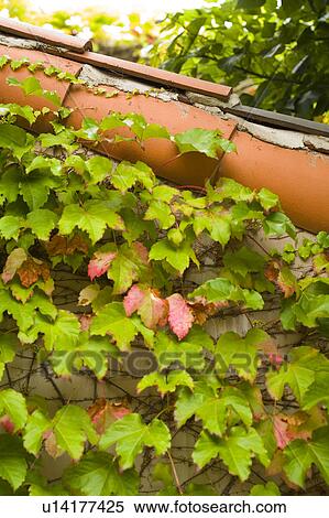 Side detail of red tile roofline with ivy View Large Photo Image Stock Photography - Side detail of red tile roofline with ivy. Fotosearch