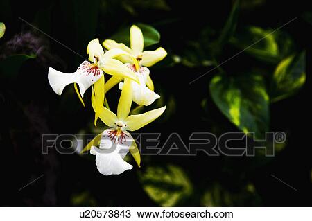 Stock Image - Tropical Flowers. Fotosearch