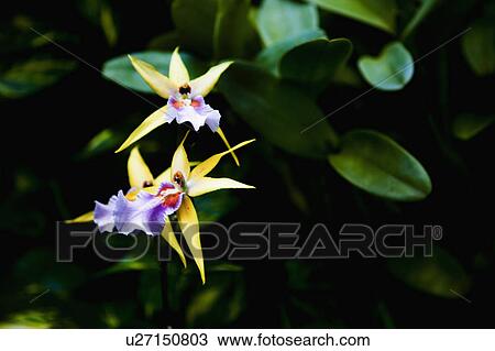 Stock Image - Tropical flowers. Fotosearch
