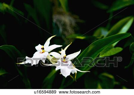 Tropical flowers View Large Photo Image Stock Photo - Tropical flowers. Fotosearch