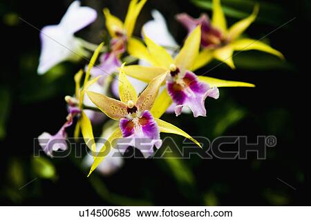 Tropical Flowers View Large Photo Image Stock Photography - Tropical Flowers. Fotosearch