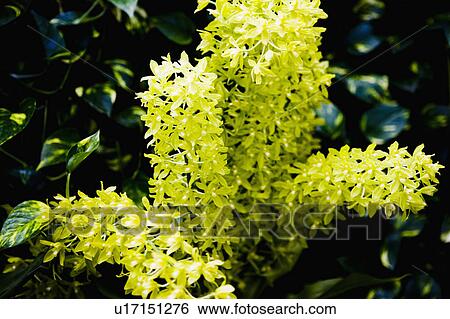 Tropical Greenery View Large Photo Image Stock Photograph - Tropical Greenery. Fotosearch
