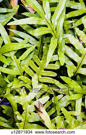 Picture - Tropical leaves. Fotosearch
