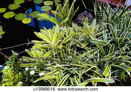 Tropical Plant life and Pond with Lily Pads View Large Photo Image Stock Photo - Tropical Plant life and Pond with Lily Pads. Fotosearch