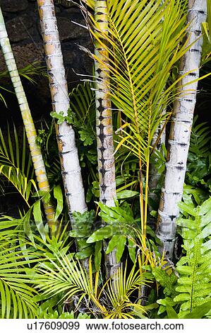 Tropical plants at base of tropical tree trunks View Large Photo Image Stock Photo - Tropical plants at base of tropical tree trunks. Fotosearch