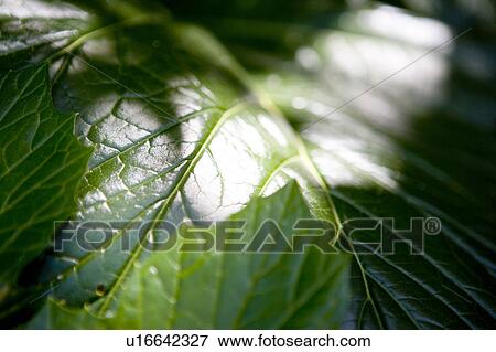 Stock Photo - Vibrant green leaf. Fotosearch