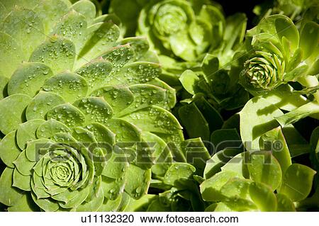 Vibrant green plant with dew drops View Large Photo Image Stock Image - Vibrant green plant with dew drops. Fotosearch