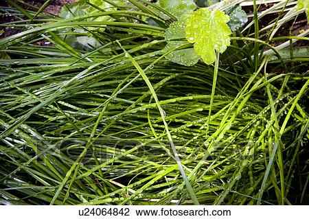 Wet green grass View Large Photo Image Stock Image - Wet green grass. Fotosearch