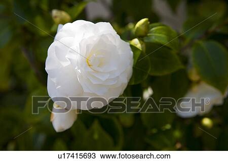 White Flower with Green Leaves View Large Photo Image Stock Image - White Flower with Green Leaves. Fotosearch