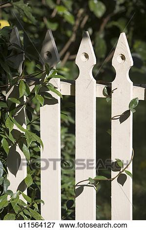 White Picket Fence View Large Photo Image Stock Photo - White Picket Fence. Fotosearch