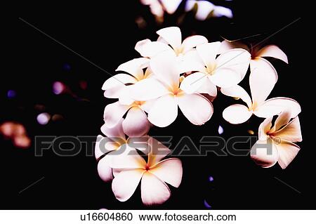 White plumeria flowers View Large Photo Image Stock Image - White plumeria flowers. Fotosearch