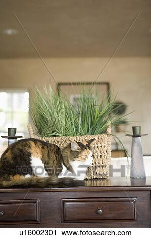 Stock Image - Detail of a cat resting on a wooden end table. Fotosearch