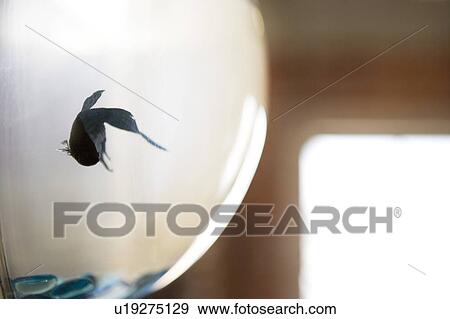 Detal of fish in fishbowl. View Large Photo Image Stock Photo - Detal of fish in fishbowl.. Fotosearch