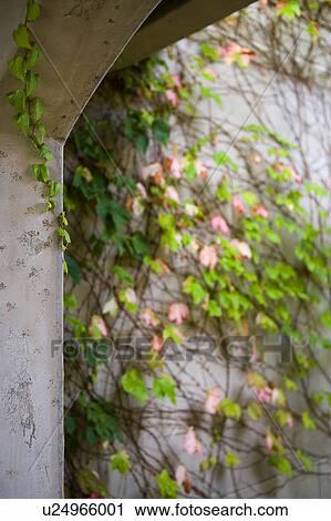 Stock Image - Detail of arch with ivy.. Fotosearch